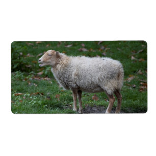 Étiquette Ovis