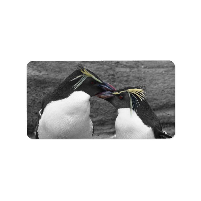 Étiquette Penguin Colour Splash (Devant)