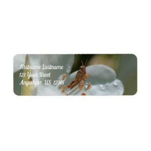 Étiquette Petit Grasshopper Sur White Azalea Flower Adresse