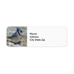 Étiquette Photo Blue Jay