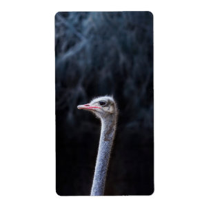 Étiquette Photographie d'autruche