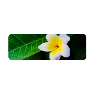 Étiquette Photographie de fleurs de plumeria