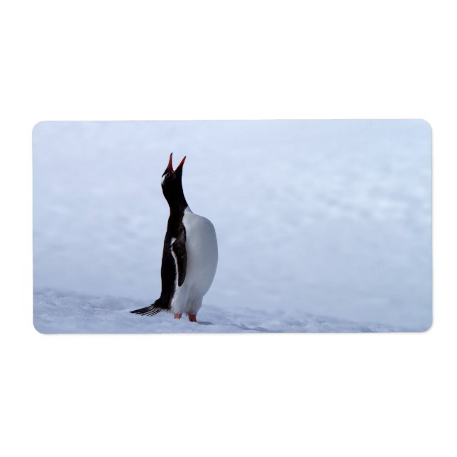 Étiquette Pingouin Gentoo (Devant)