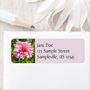 Étiquette Pink Dahlias (Otto's Thrill)