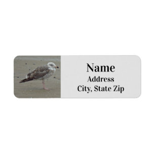 Étiquette Plage Lone Seagull Photo Ocean Bird