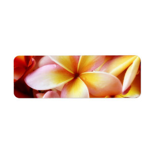 Étiquette Plumeria Frangipani Hawaii Flower Customized Blank