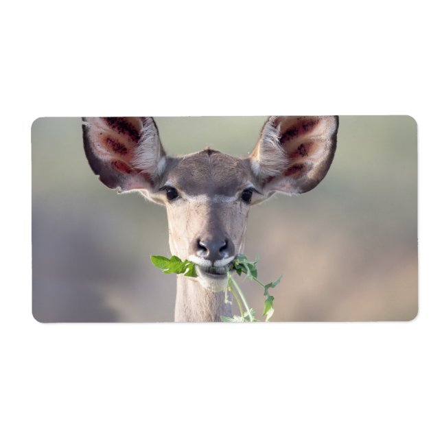 Étiquette Portrait de Kudu (Devant)