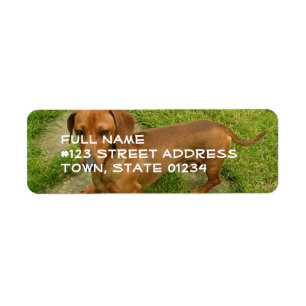 Étiquette postale d'adresse de retour de Daschund