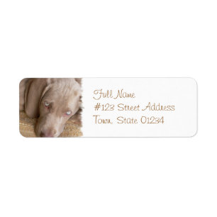Étiquette postale de chien de sommeil Weimeraner