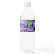 Violet bleu Sibérien Iris