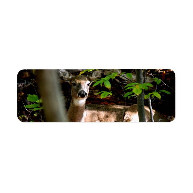 Étiquette Queue blanche (Devant)