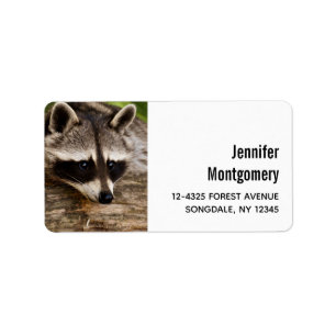 Étiquette Raccoon mignon reposant sur un journal