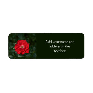 Étiquette Rose rouge P6568