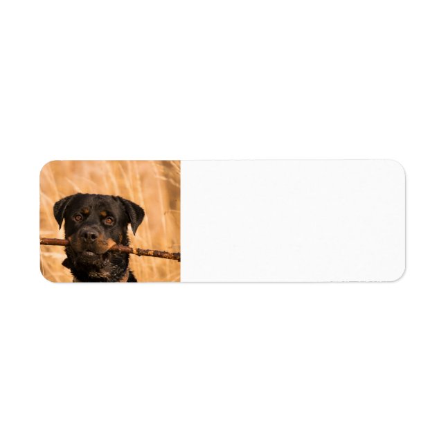 Étiquette Rottweiler avec bâton (Devant)