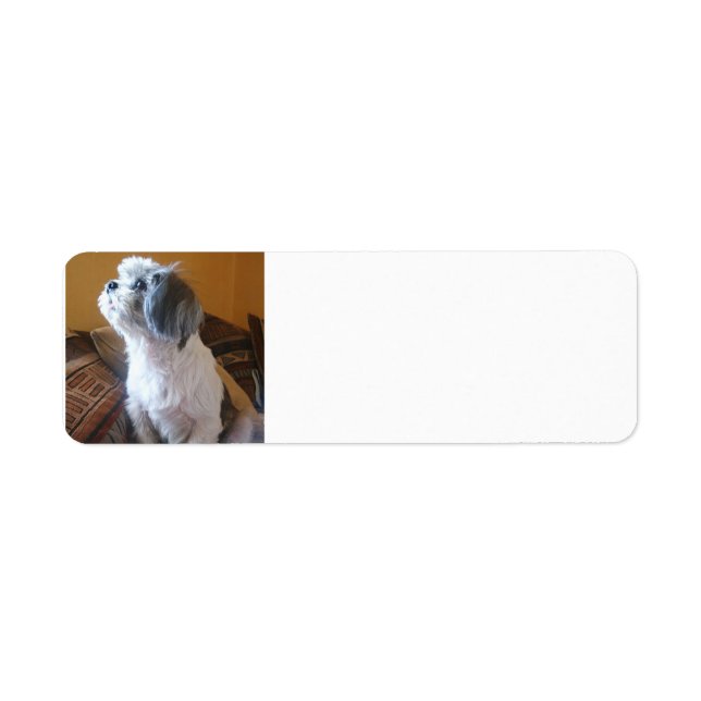 Étiquette Shih_Tzu assis.png (Devant)