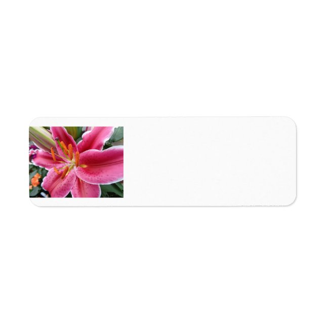 Étiquette Stargazer (Devant)