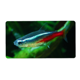 Étiquette Tétra Paracheirodon au néon Innesi de poissons