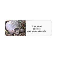 Tortue