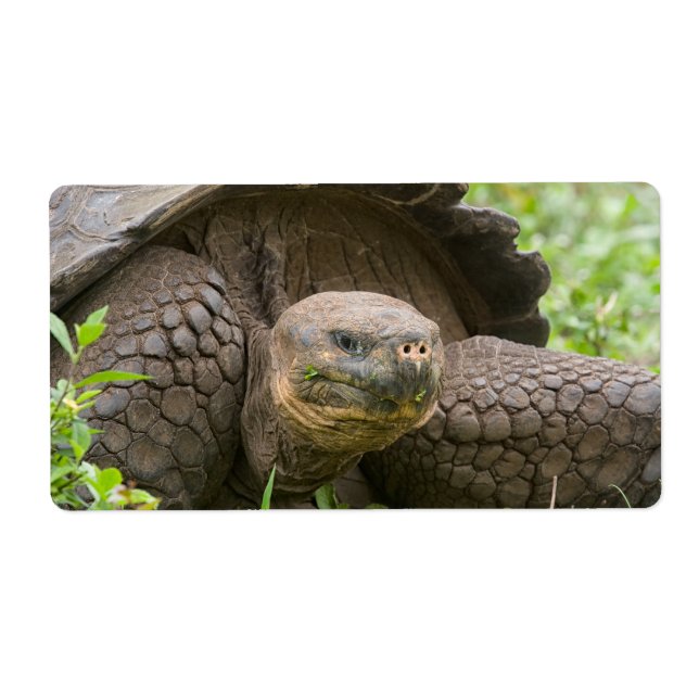 Étiquette Tortue géante (Devant)