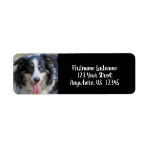 Étiquette Tri Couleur Bordure Collie Adresse Face