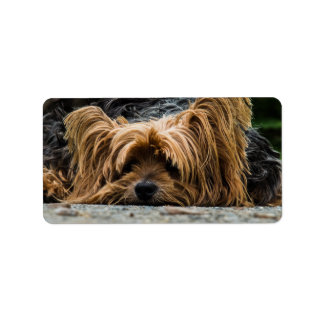 Étiquette Triste petite Yorkie