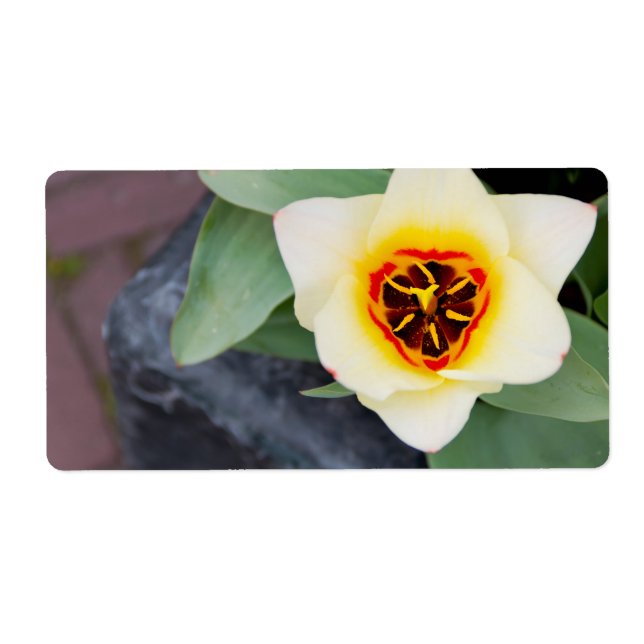 Étiquette Tulip (Devant)