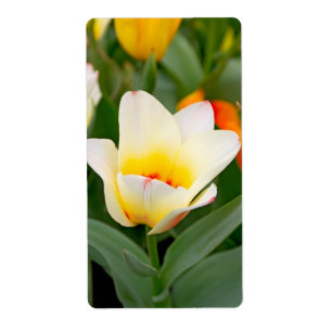 Étiquette Tulipe