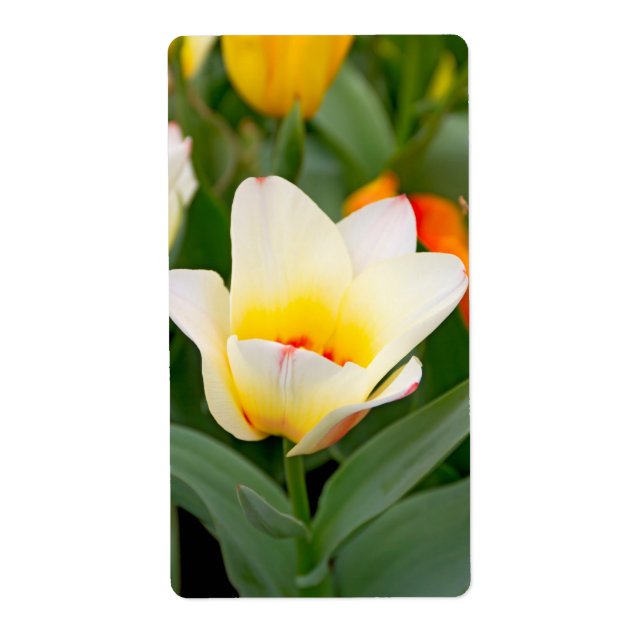 Étiquette Tulipe (Devant)