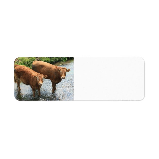 Étiquette Vaches dans le champ de Devon, Royaume-Uni (Devant)