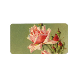 Étiquette Vintage Valentine's Day Pink Victorian Garden Rose