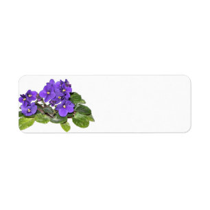 Étiquette Violette africaine