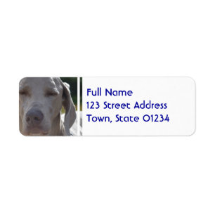 Étiquette Weimaraner somnolent