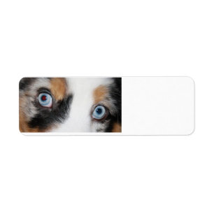 Étiquette yeux bleus de merle