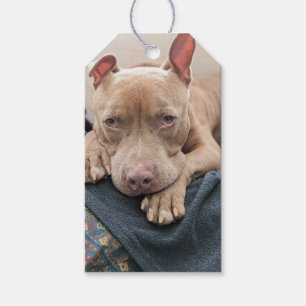 Étiquettes-cadeau Amour de Pit Bull Blank