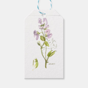 Étiquettes-cadeau Aquarelle de pois doux et vert