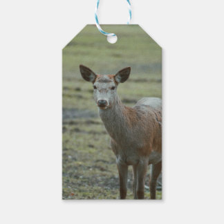 Étiquettes-cadeau Balises cadeaux de cerfs