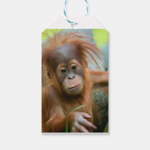 Étiquettes-cadeau Bébé Orangutan, face à face