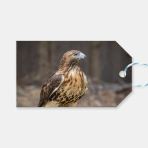 Buse à queue rouge dans la vallée de l'Hudson
