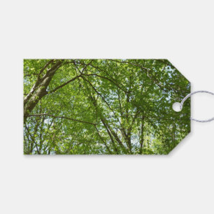 Étiquettes-cadeau Canopée du printemps Feuille Green Nature Scene