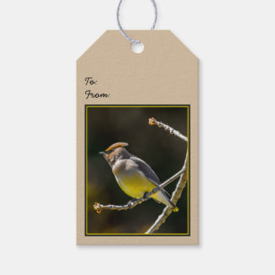 Étiquettes-cadeau Cèdre cire Songbird Photo originale Oiseau sauvage