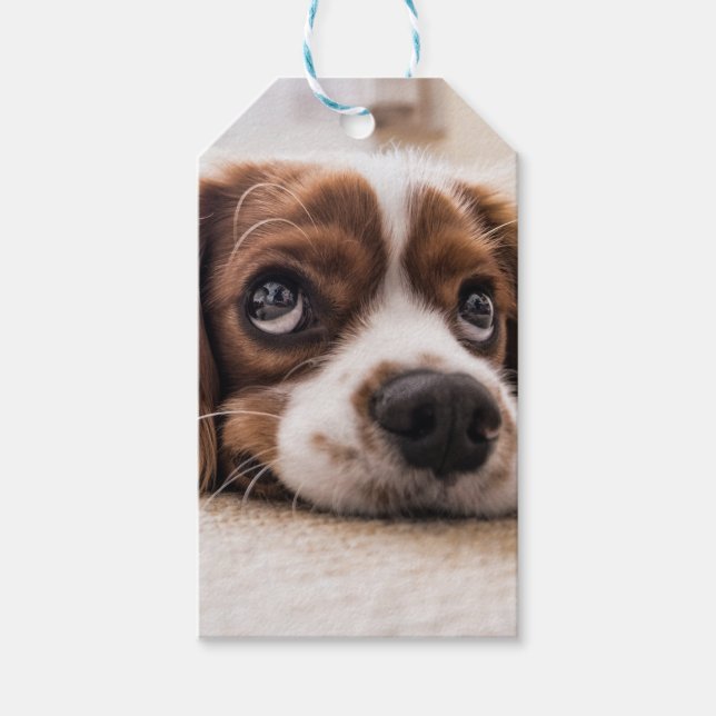 Étiquettes-cadeau Chien Espagnol Coqueur Triste (Devant)