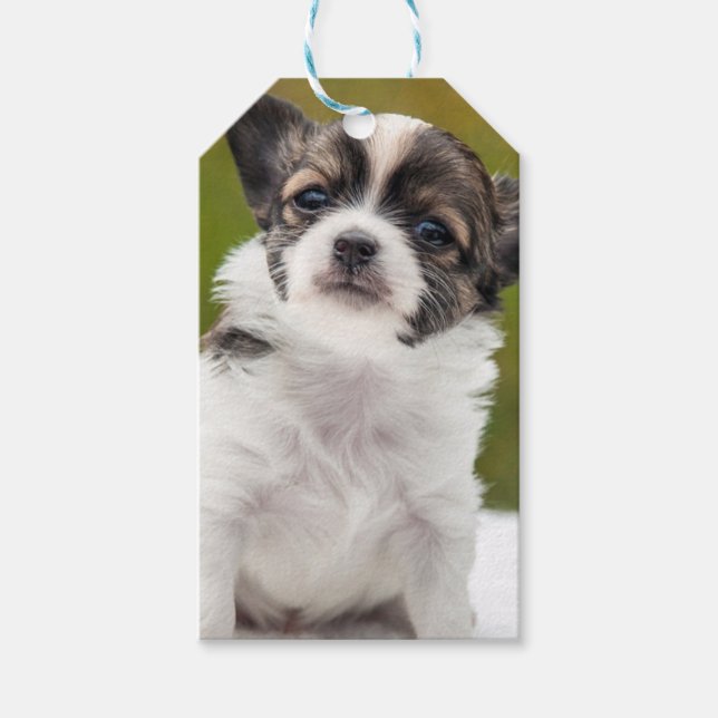 Étiquettes-cadeau Chihuahua (Devant)