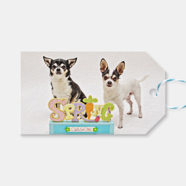 Étiquettes-cadeau Chihuahua du printemps (Devant (Horizontal))