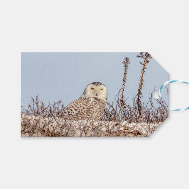 Étiquettes-cadeau Chouette neige assise sur la plage (Devant (Horizontal))