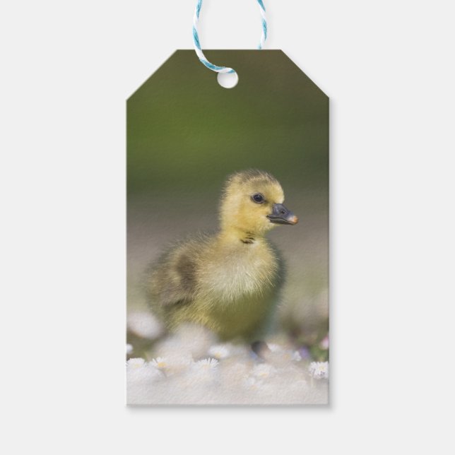 Étiquettes-cadeau Cute Gosling photo de la faune (Devant)