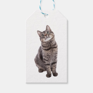 Étiquettes-cadeau Cute tabby Cat