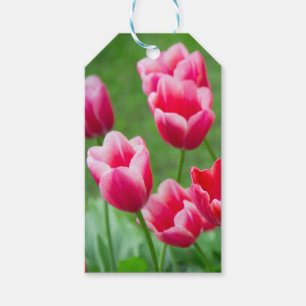 Étiquettes-cadeau De mignonnes tulipes écarlate dans le jardin