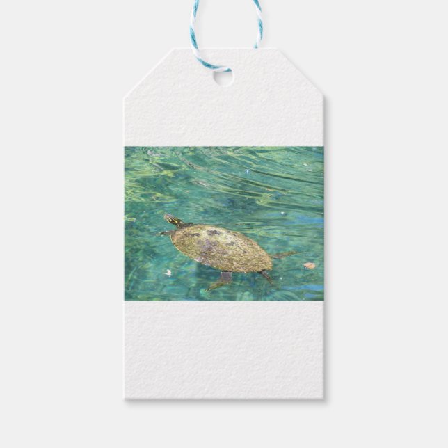 Étiquettes-cadeau grande tortue fluviale nager (Devant)