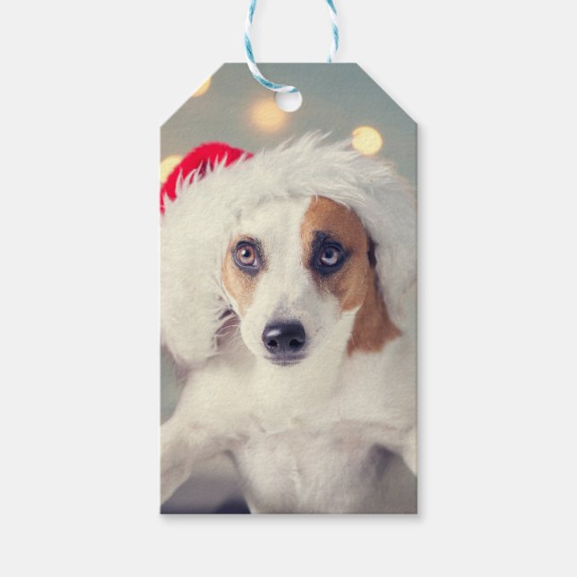 Étiquettes-cadeau Jack Russell Terrier dans une carte cadeau de chap (Devant)