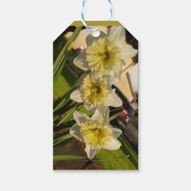 Étiquettes-cadeau Jeu de jonquilles ensoleillé (Devant)